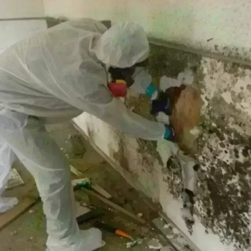 Mold Remediation and Removal in Middletown, PA